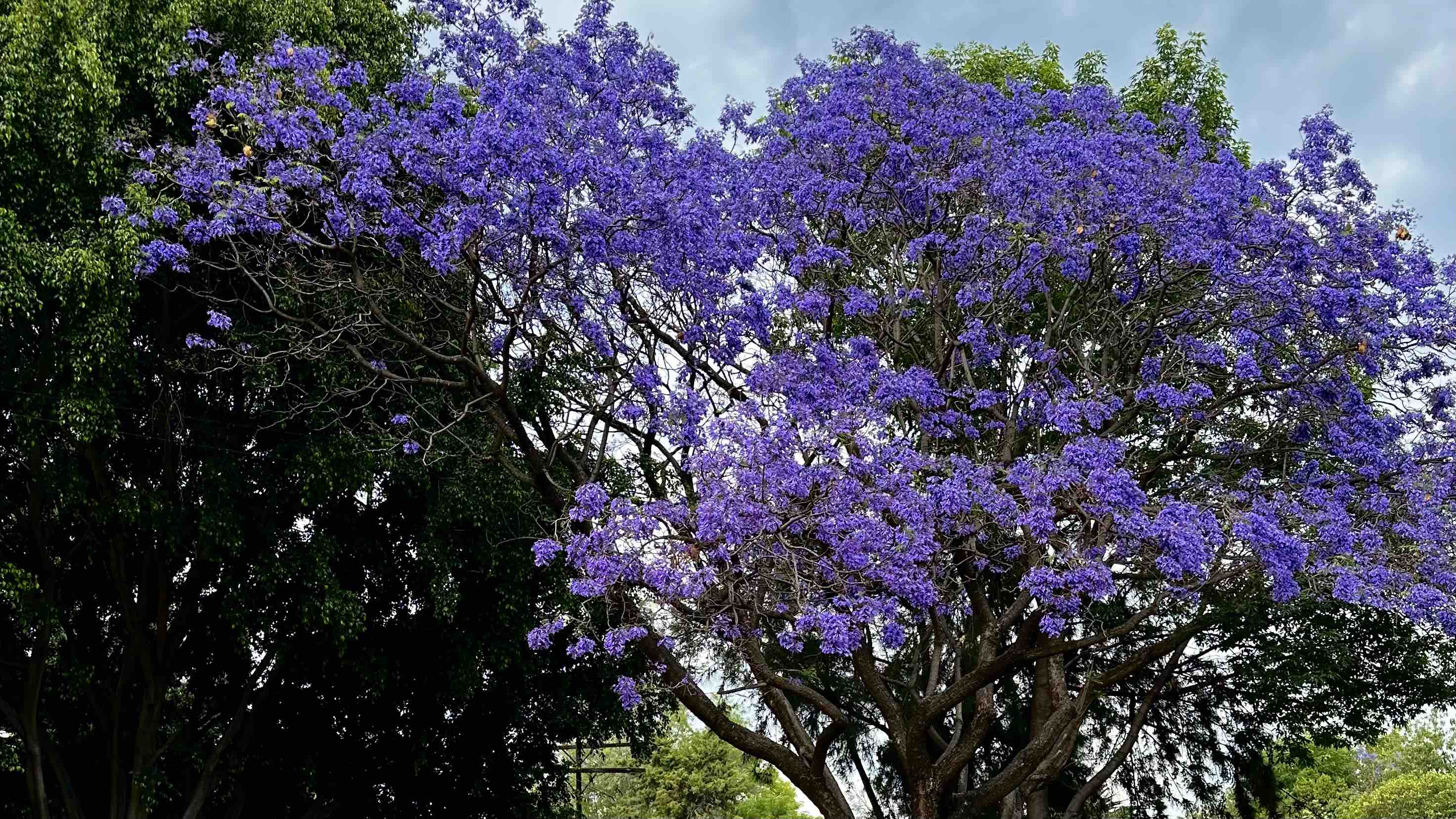 Spring Ecstasy: Meeting of Two Blooming Worlds - Japan vs. Mexico
